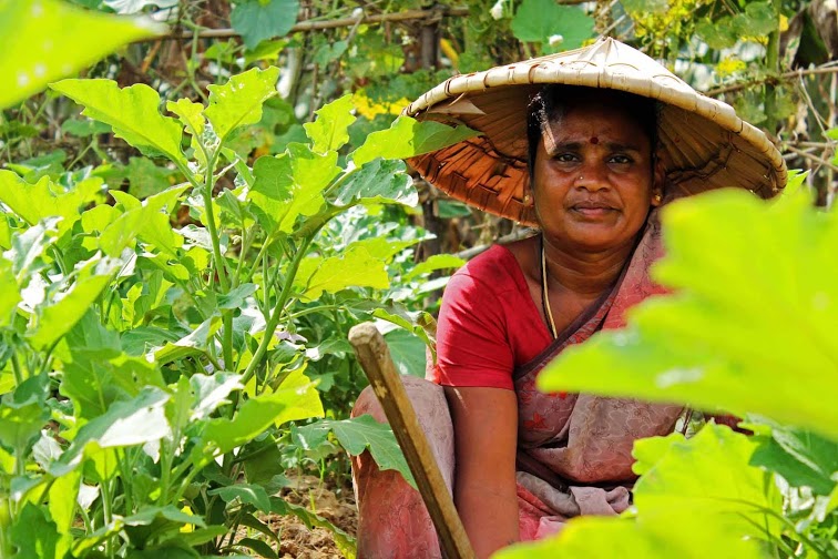 The direct impact of the videos can be seen by increased harvests.